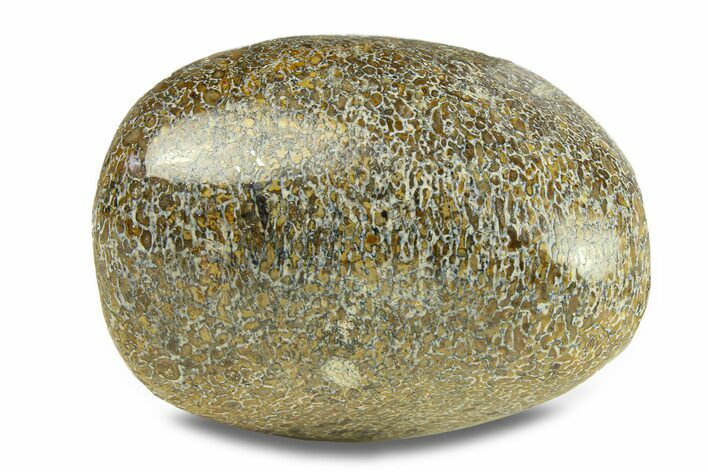 Polished Dinosaur Bone (Gembone) - Morocco #287519